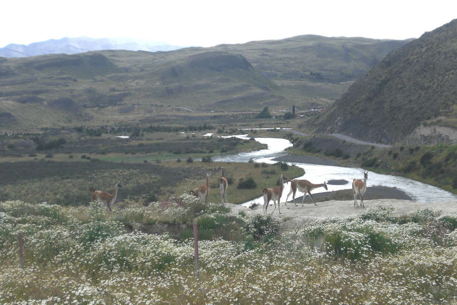 Guanachi in arrivo