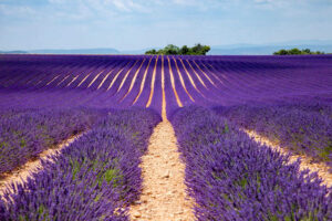 LAVANDA PROVENZA