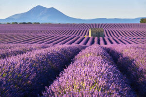 LAVANDA PROVENZA