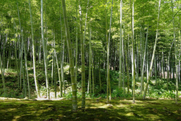 giappone